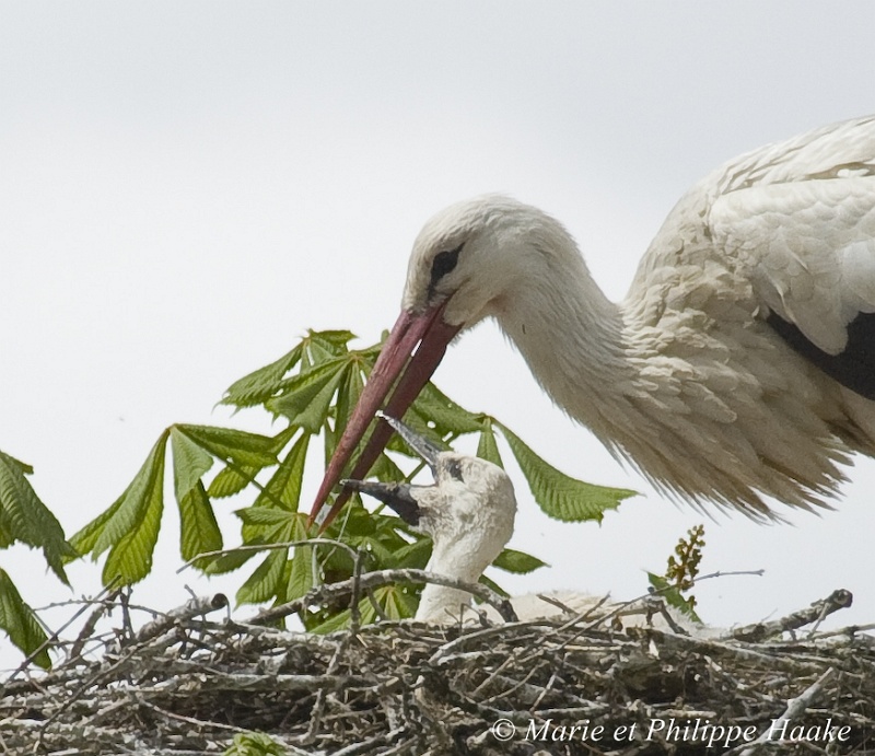 Cigogne 3349_wm.jpg - Cigogneau assoiffé par une chaude journée d'avril. Il réclame à boire à l'adulte, qui lui apporte de l'eau dans son bec. (Munster, Alsace, France, avril 2008)